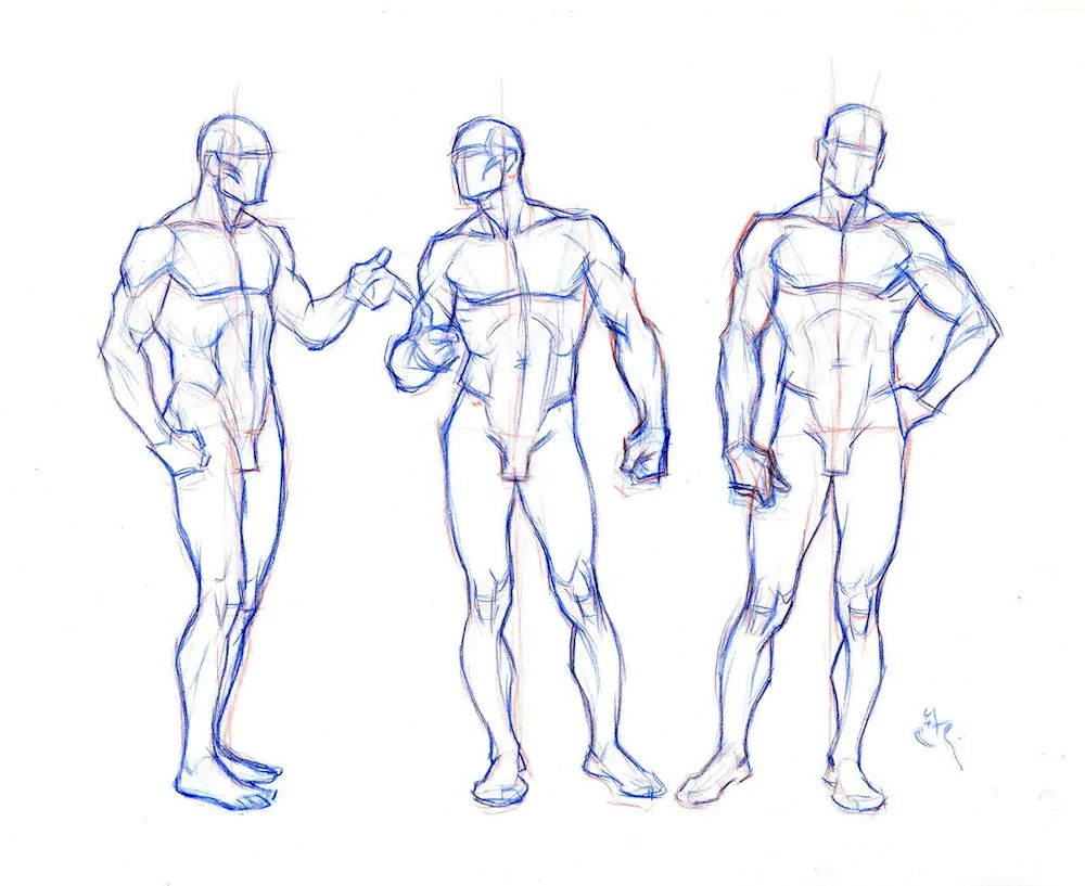 Male anatomy Reference