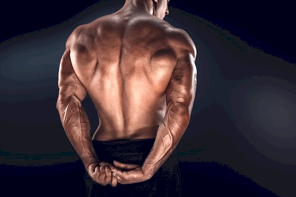 Male anatomy reference