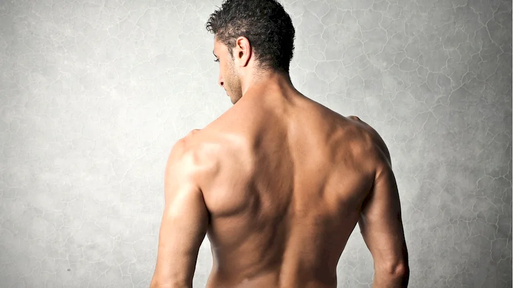Muscles of back