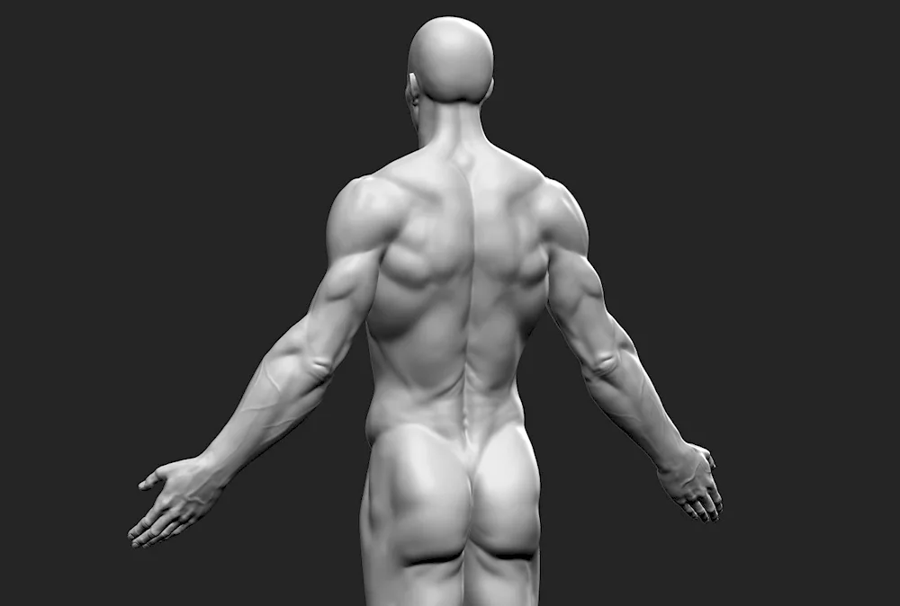 Men's back reference