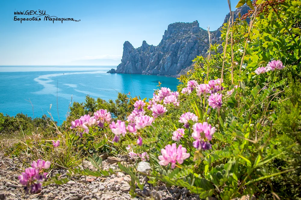 Agira Cape Crimea flowers