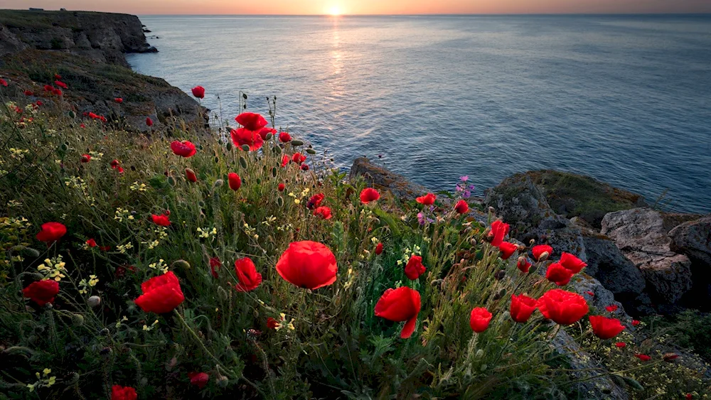 Fiolent Cape poppies