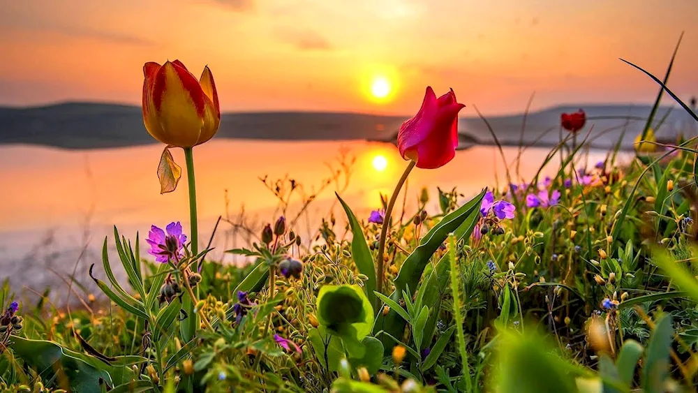 Opuk Cape Wild tulips