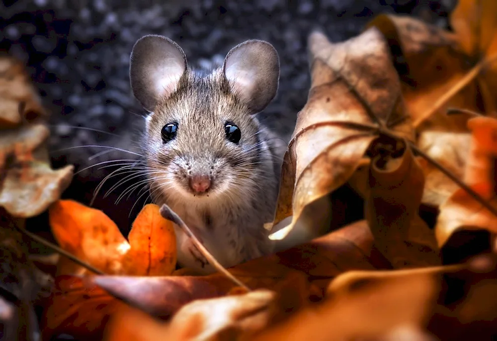 Mouse