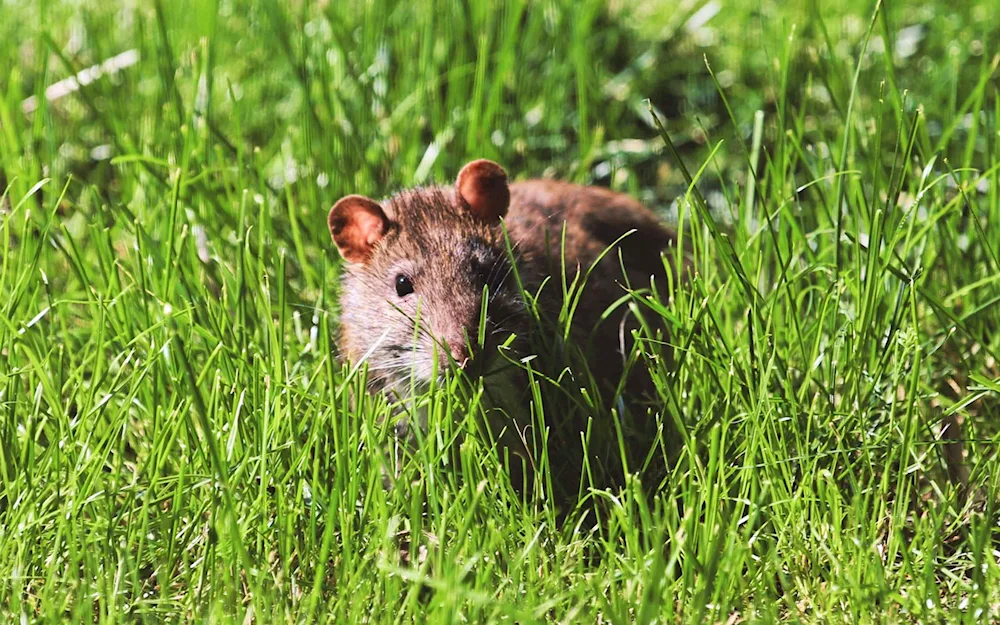 Field pika