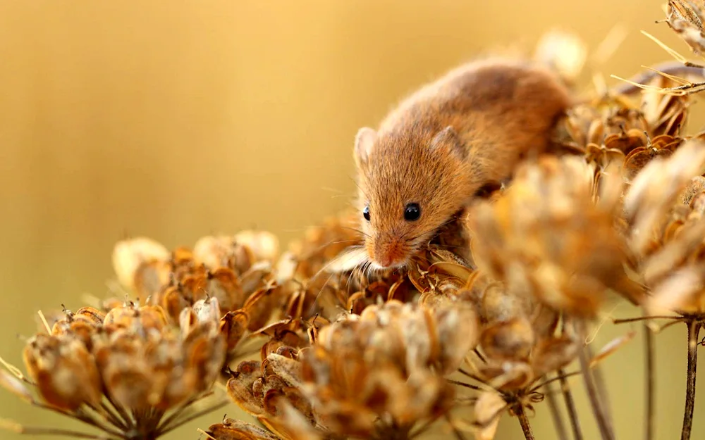 Mouse