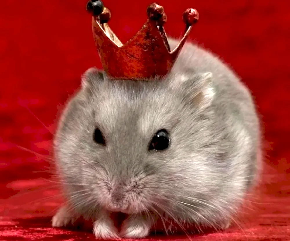 Crowned mouse