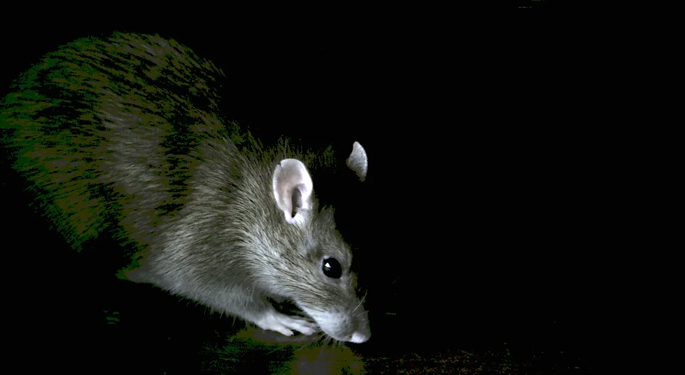 Mouse in the dark