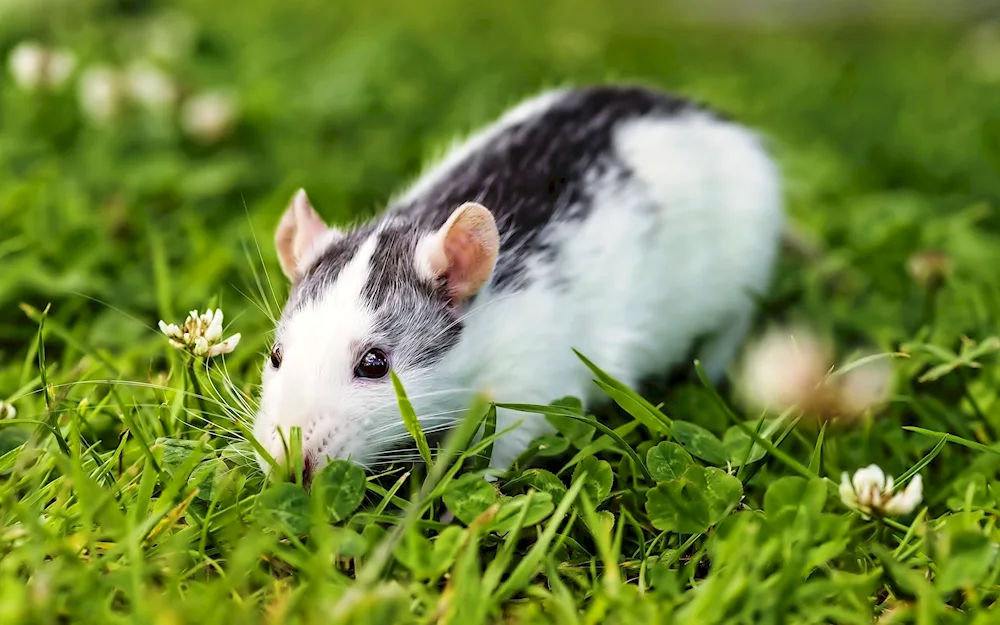 Rat