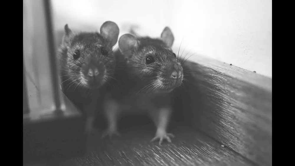 Beautiful rats