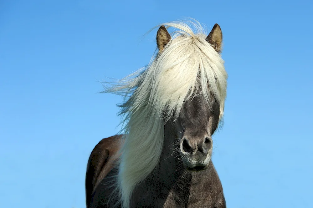 Horse with bangs