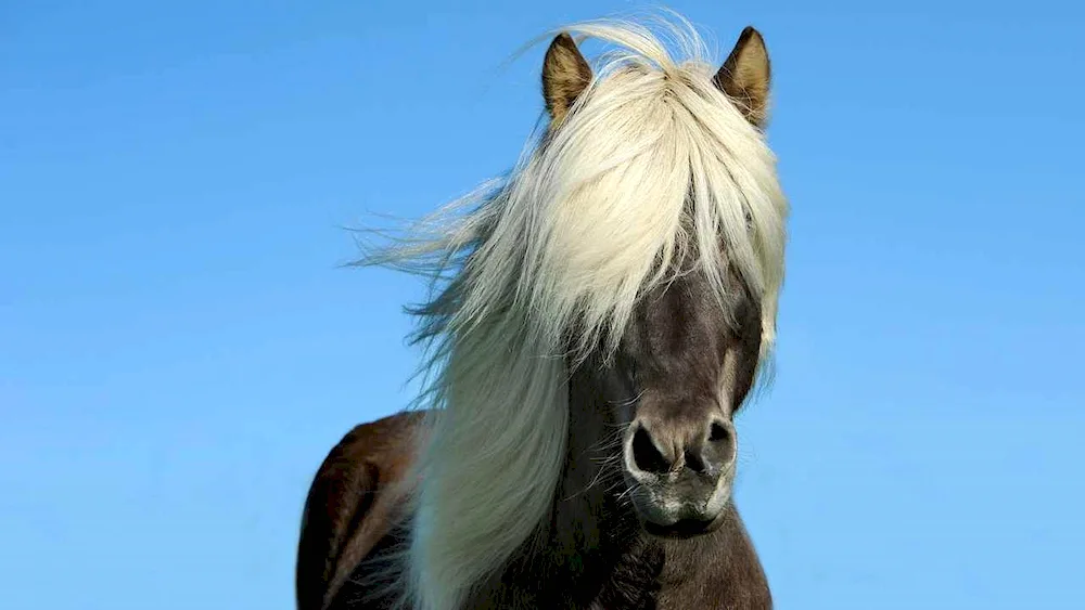 Mustang horse red