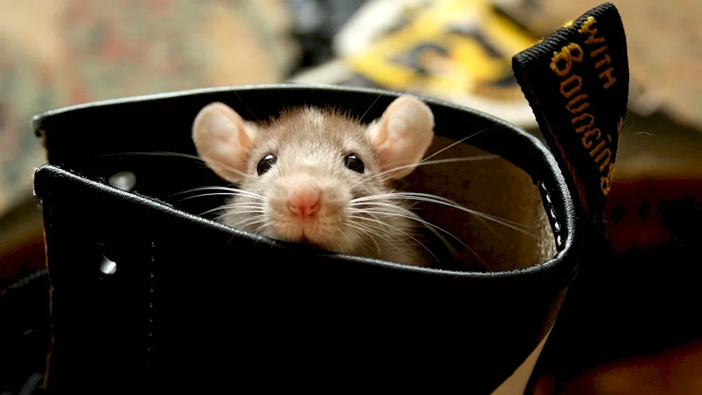 Hamster in a cap