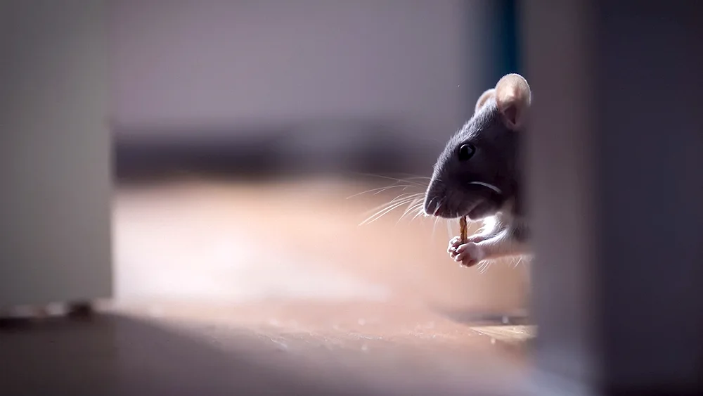 White mouse