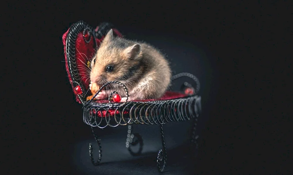 Jungarian hamster