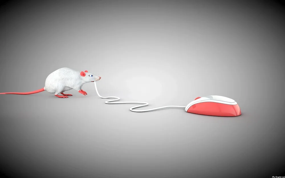 Mouse