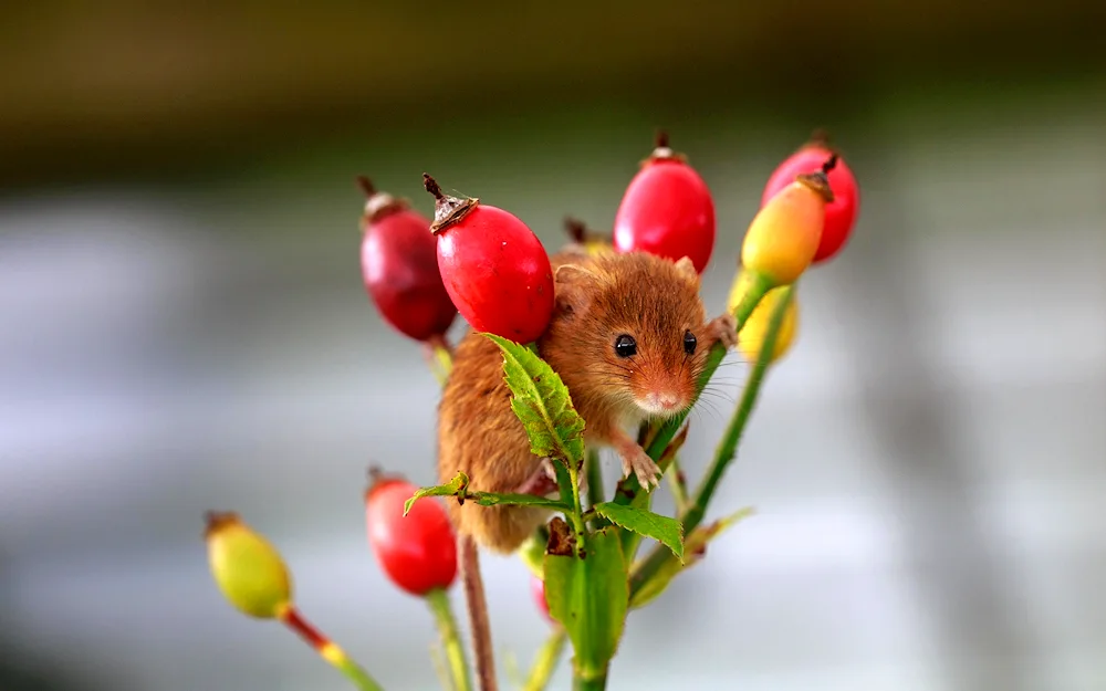 Vole mouse