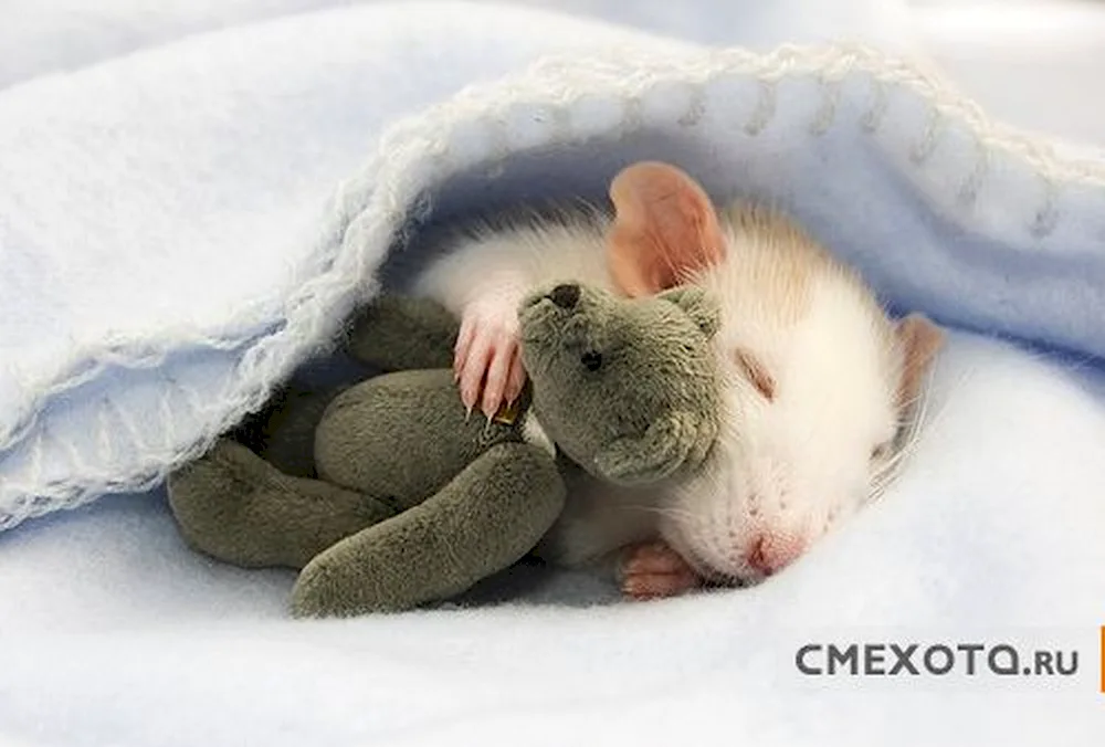 Animals sleeping