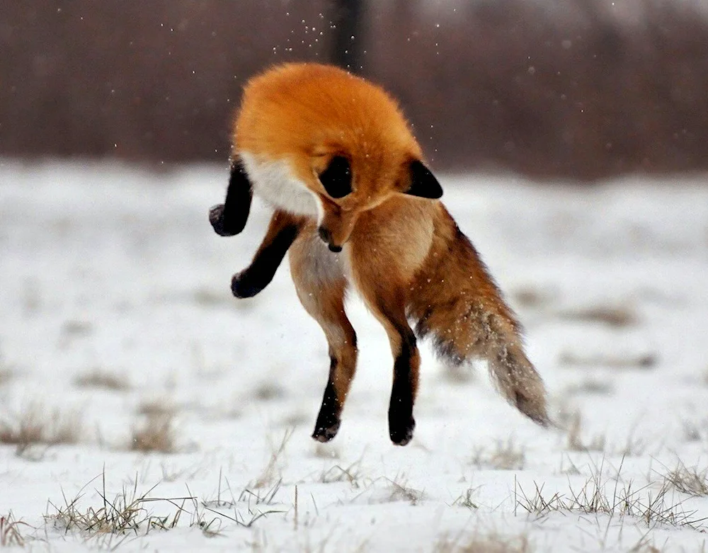 Renard Fox