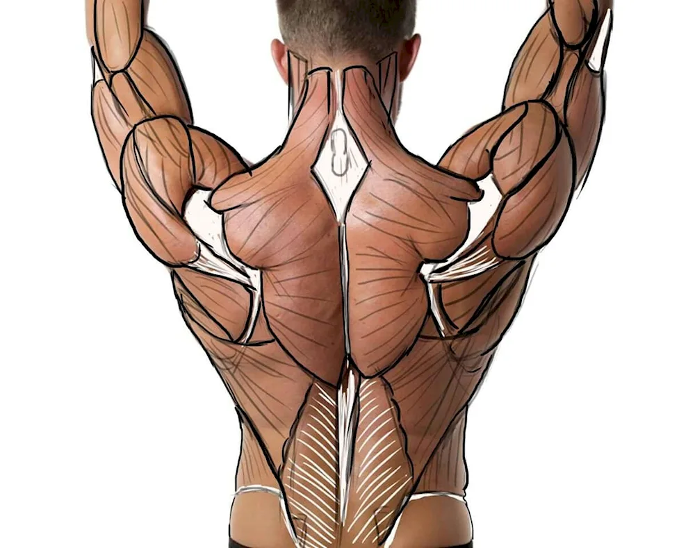 Muscles of human anatomy reference arm