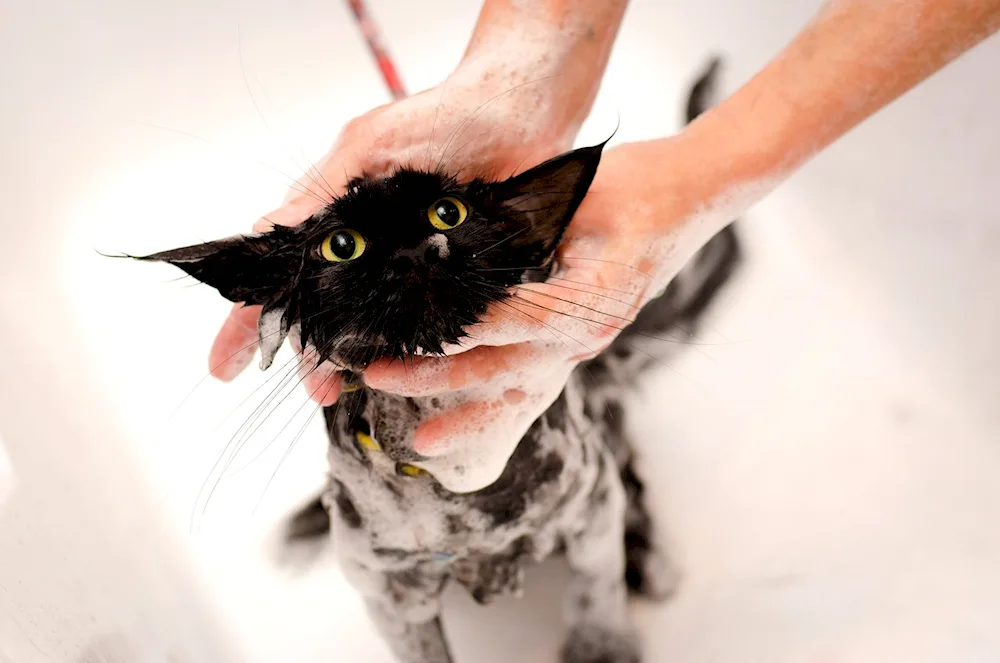 Cat in towel