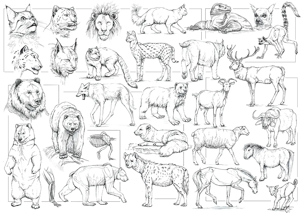 Animal sketches