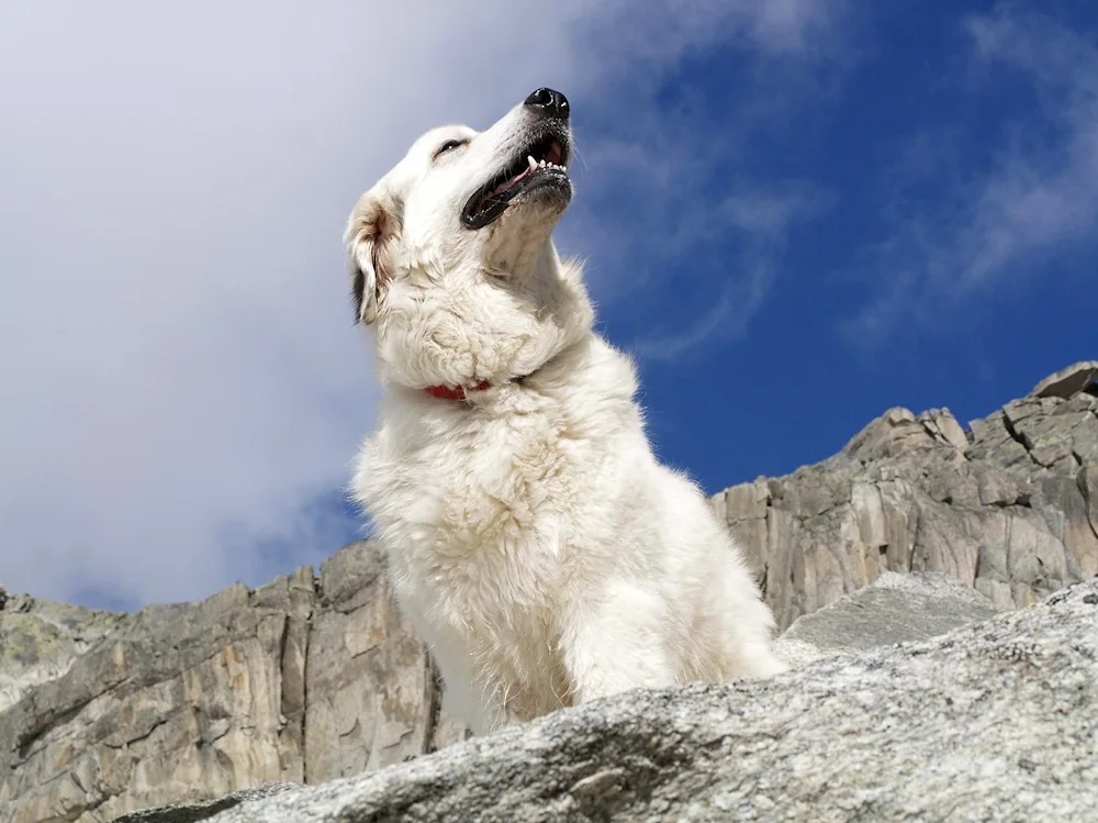 Nagazi Georgian Sheepdog