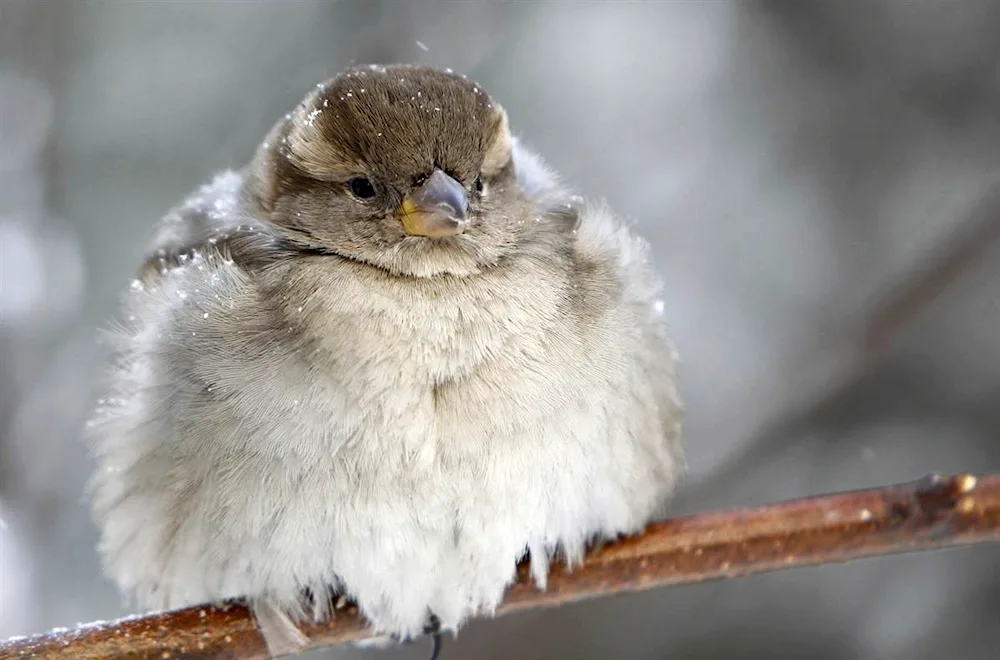 Artist Komarevtsev Sparrow