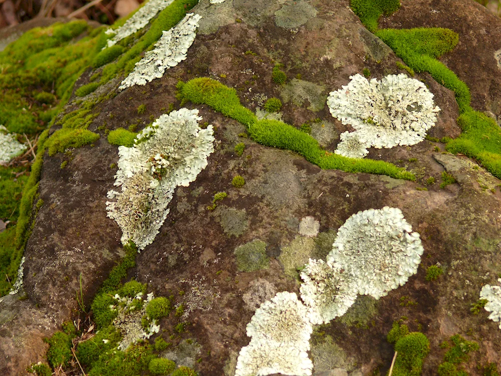 Calcareous lichens