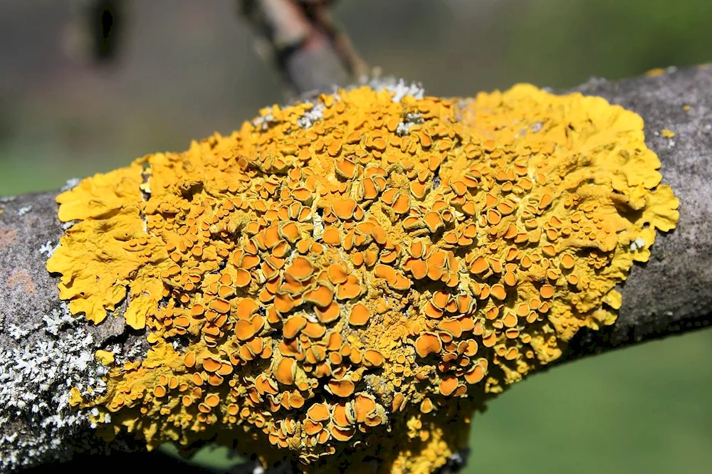 Scale lichens