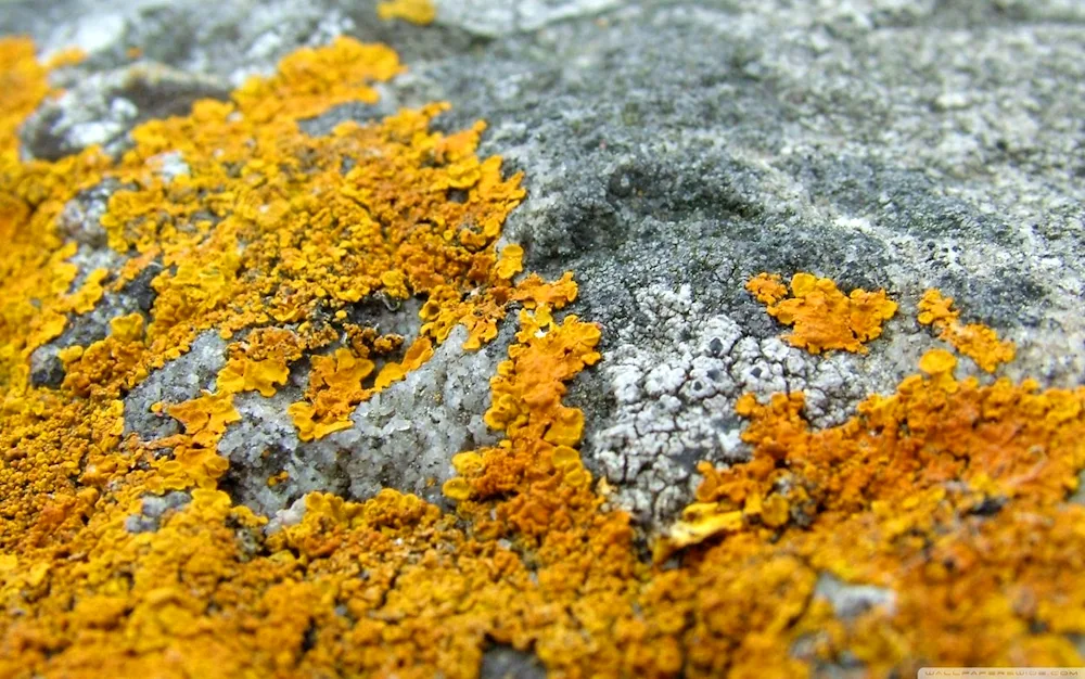 Naptic lichens