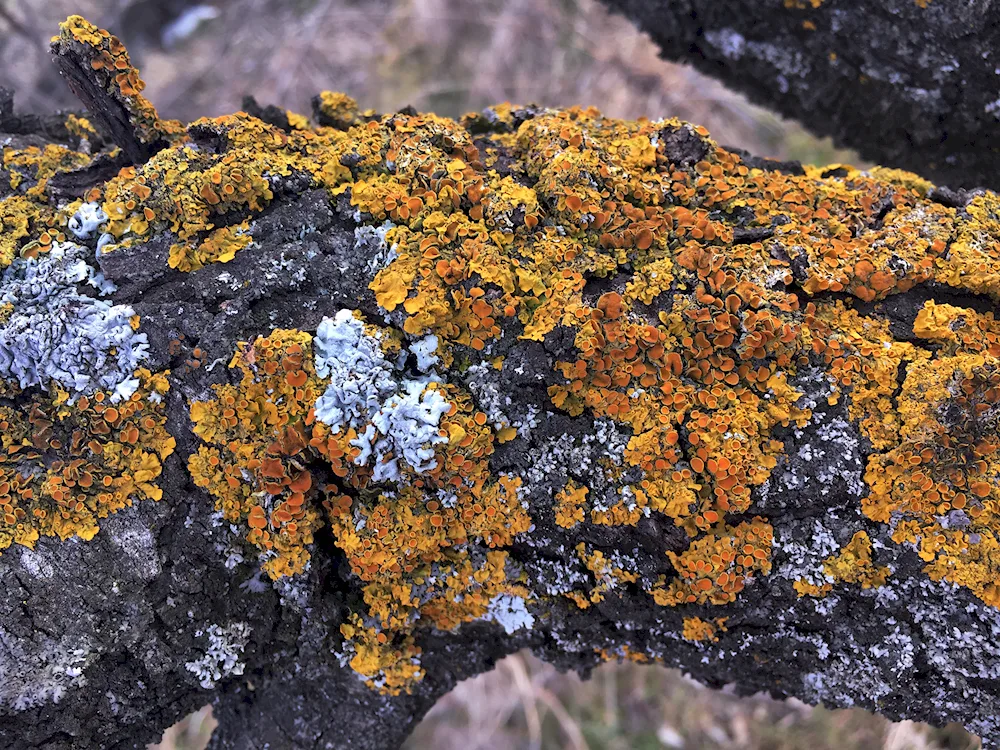 Calcareous lichens on trees