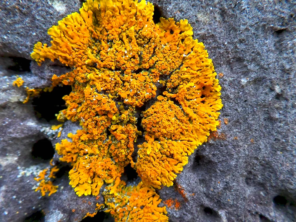 Calcareous lichens