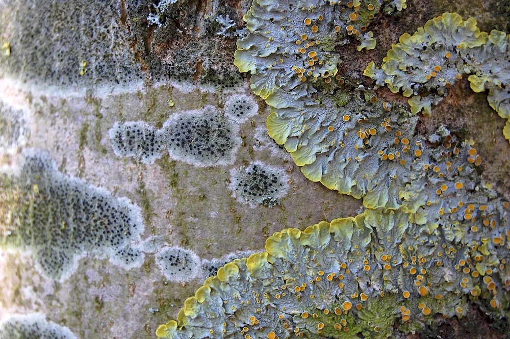 Calcareous lichens