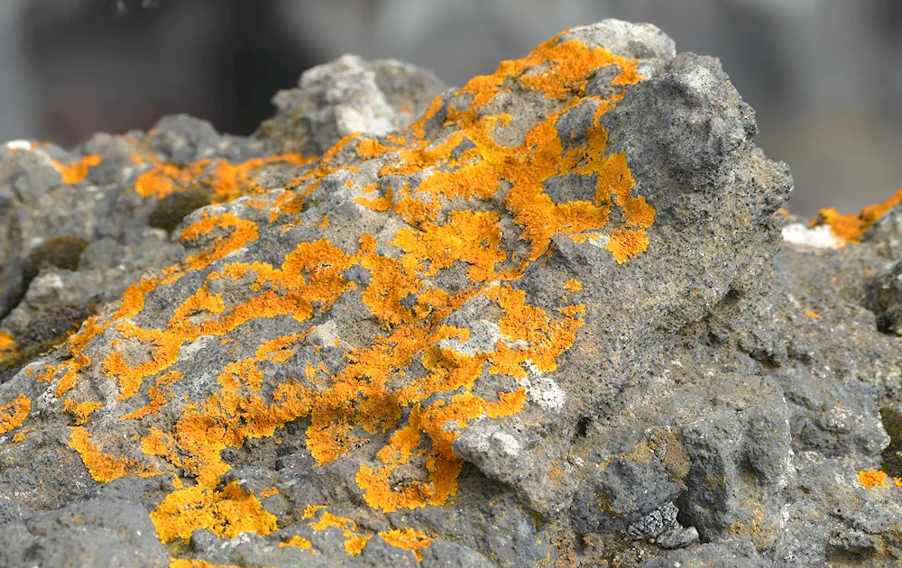 Cetradorium lichen in jagel