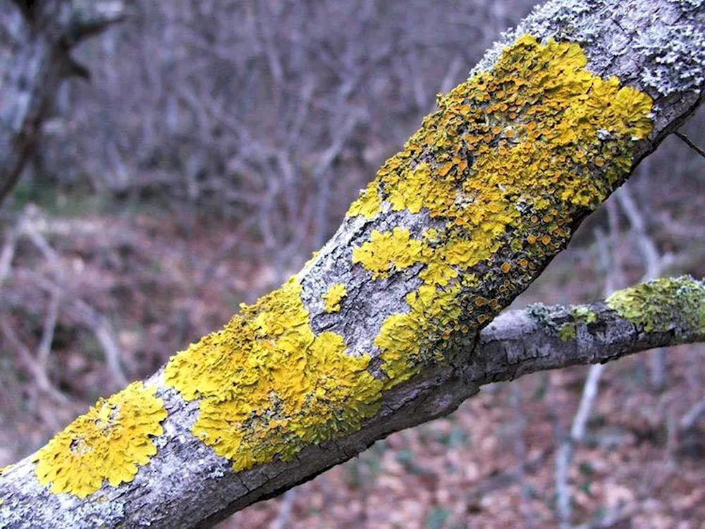 Calcareous lichens