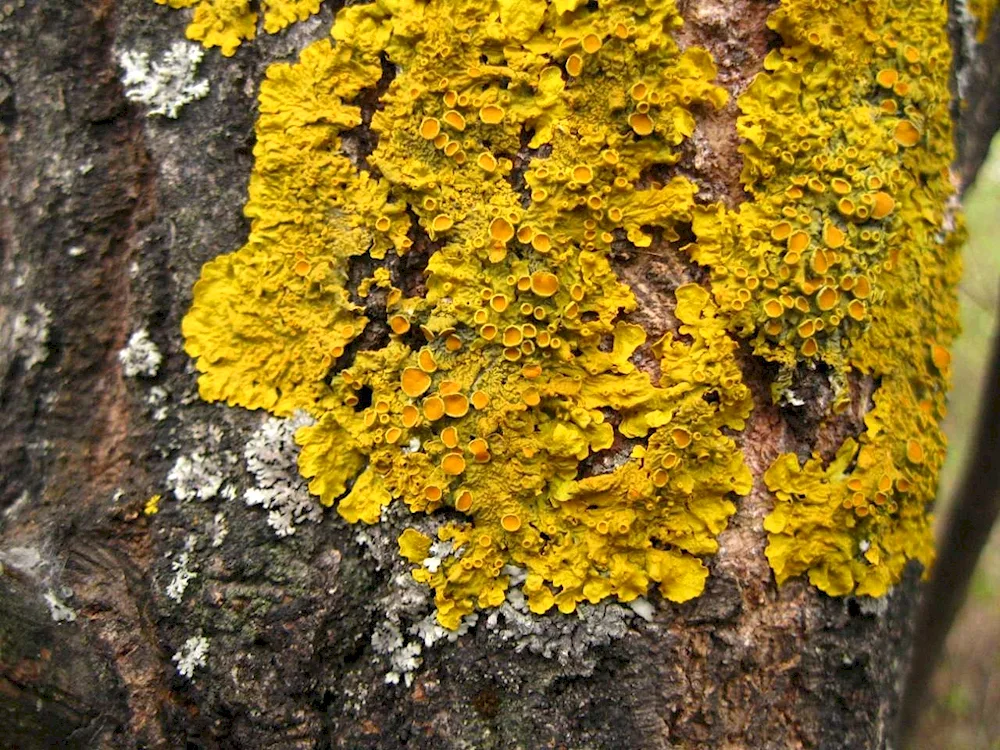 Naptic lichens