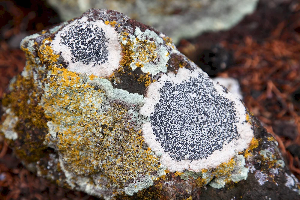 Naptic lichens