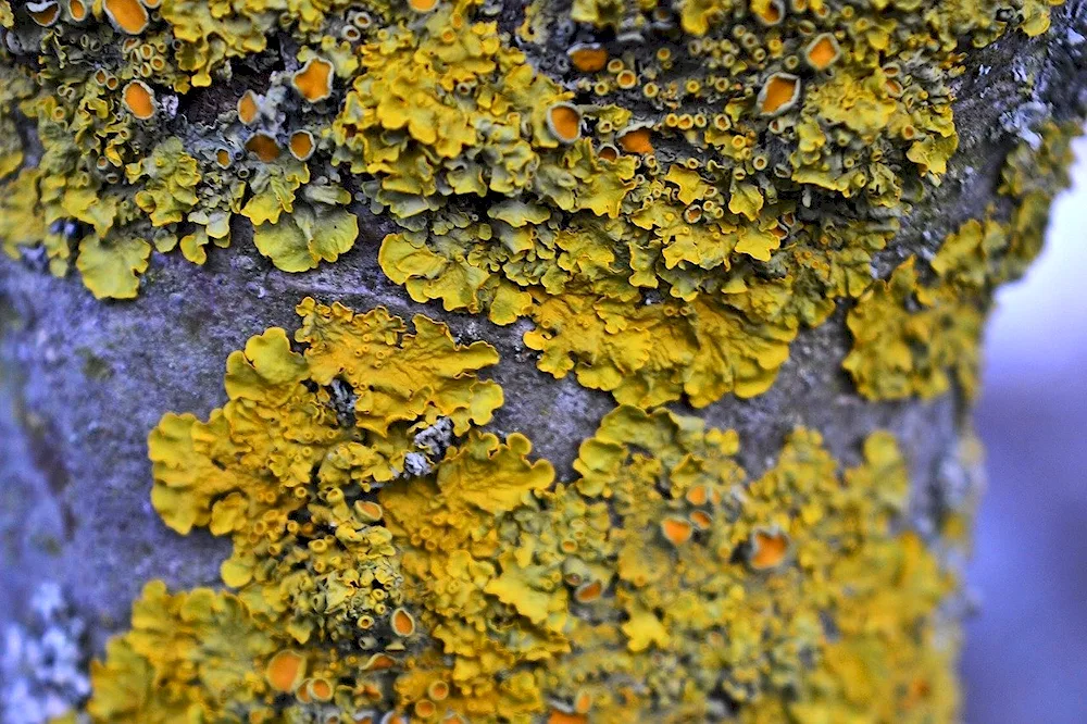 Naptic lichens