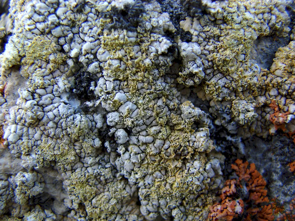 Green scaly lichen