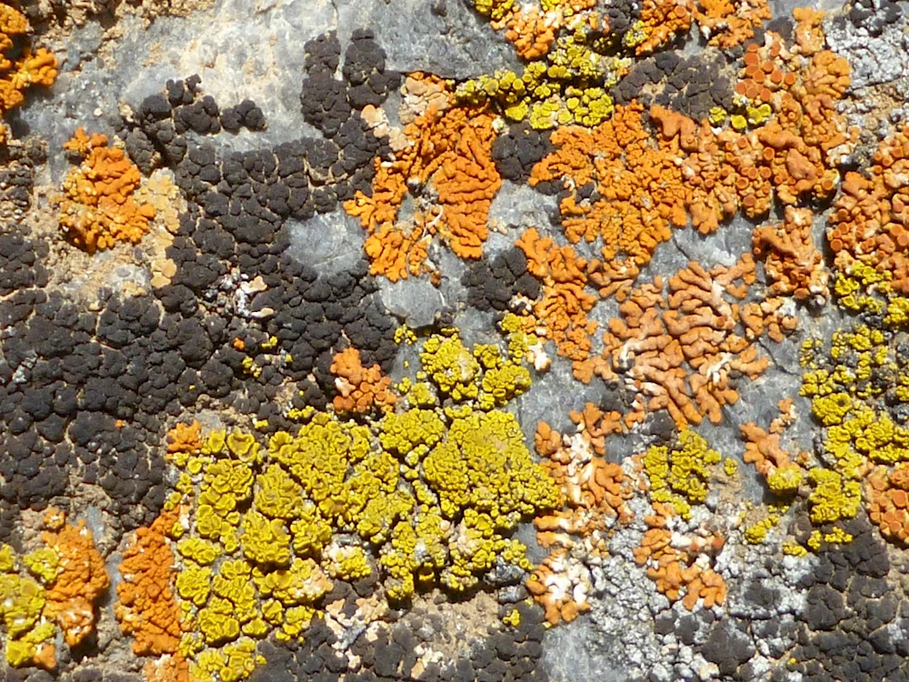 Naptic lichens