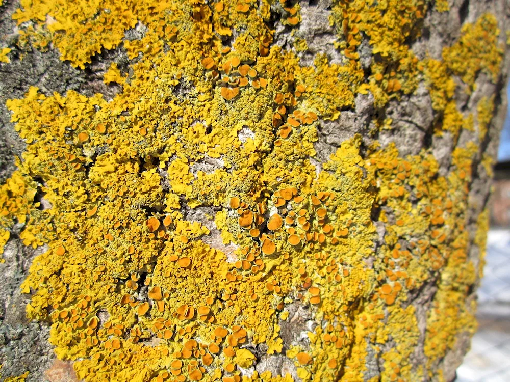 Green scaly lichen