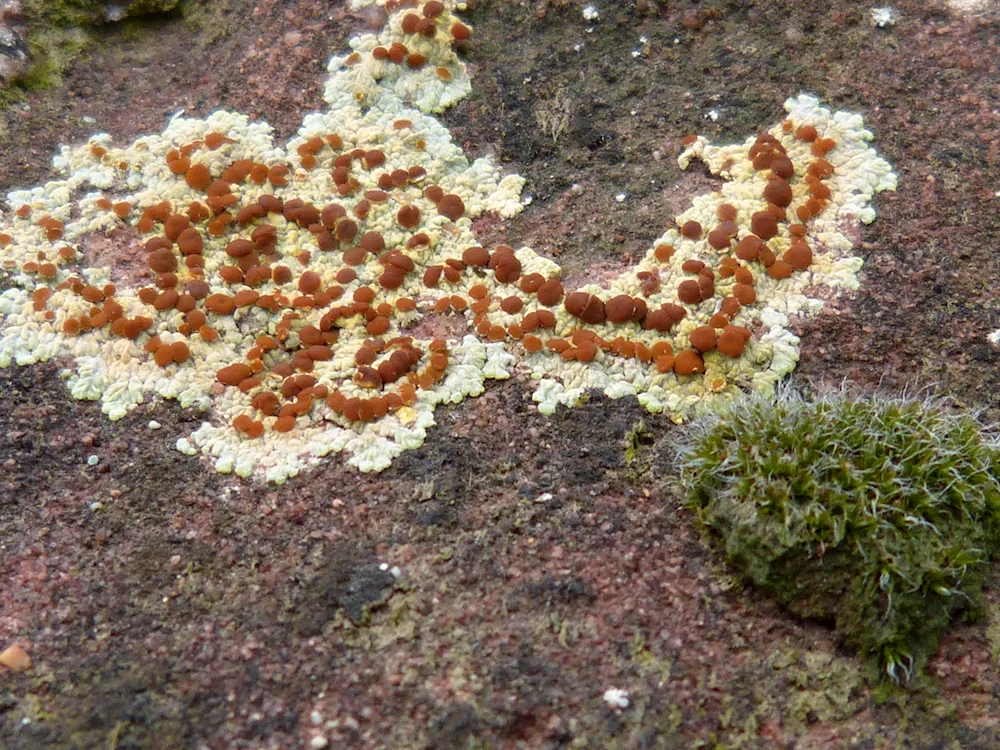 Naptic lichens