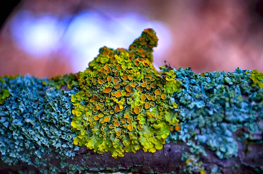 Naptic lichens