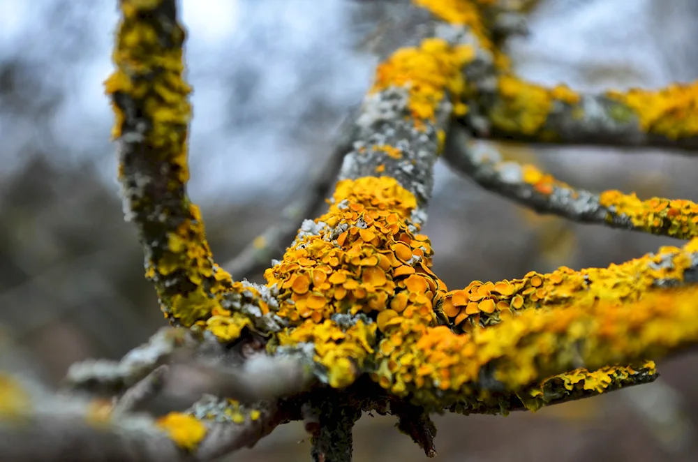 Naptic lichens. Lichens