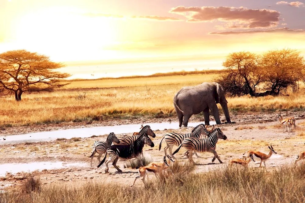 Kenya Kruger National Park South Africa