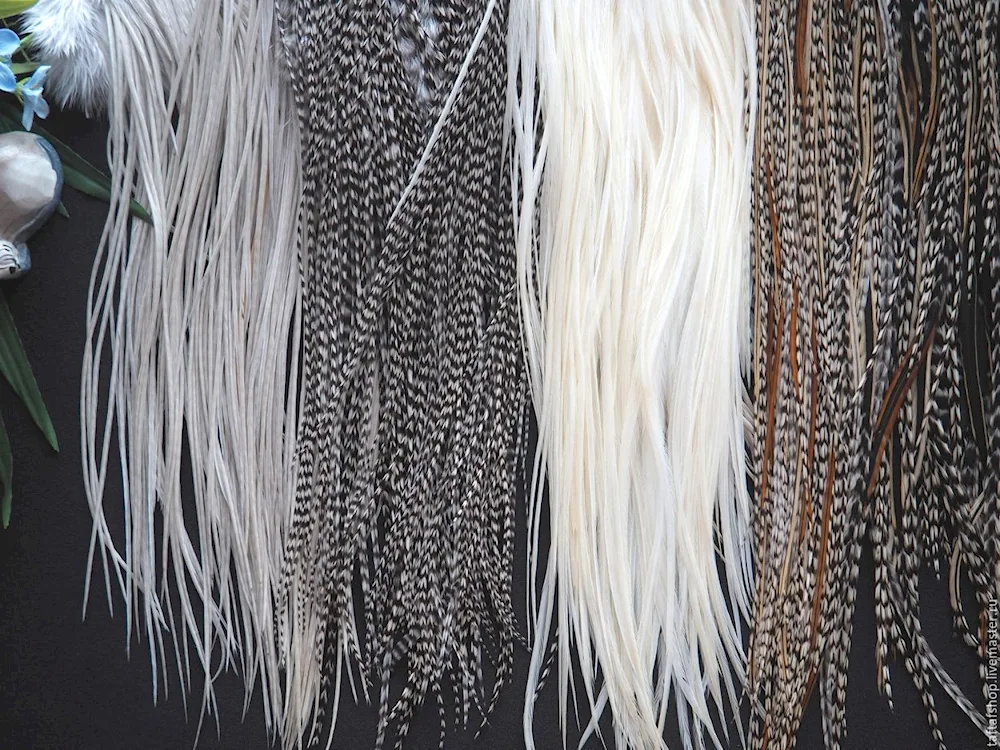 Feathers in the hair
