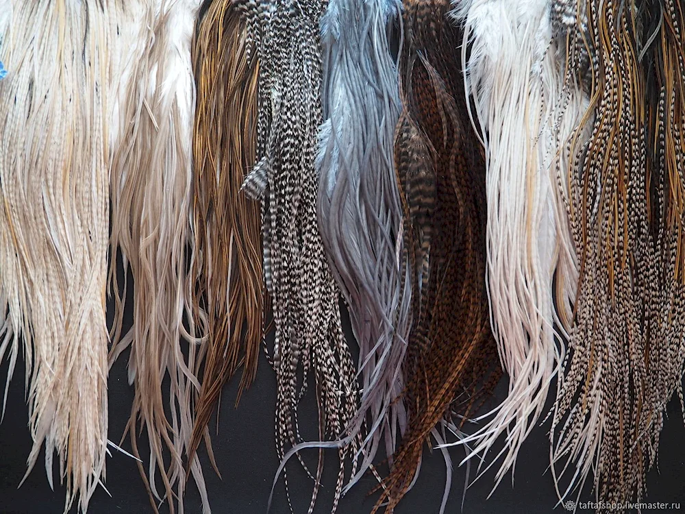 Grizzly feathers in the hair