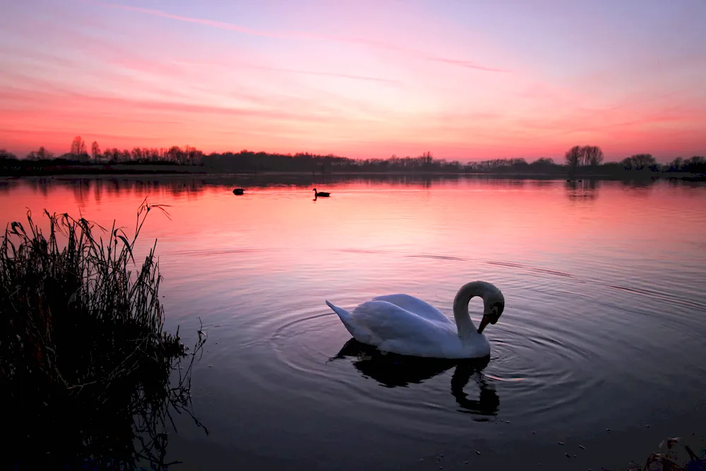 Korolevsky Bor. Swan Lake.