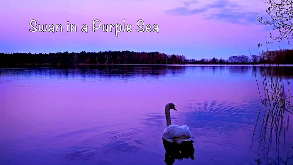 Naroch Lake with swans